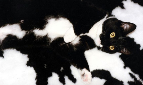 視力大考驗！20張照片證明動物天生就有保護色 動物、保護色、可愛、顏色、混淆