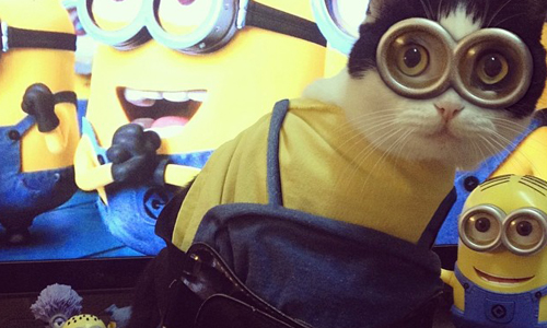 根本是貓版名偵探柯南！活潑胖胖貓Saolin的超多變角色扮演 i_m_saolin、Instagram、賓士貓、貓、saolin