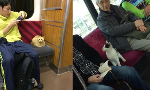 貓也是需要出門透透氣的！通勤貓咪不讓座成電車焦點 貓、電車、大眾運輸、交通工具、通勤