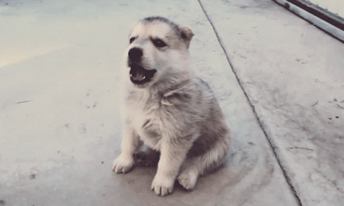 家裡有毛小孩最讓你困擾的事情是？網友調查大公開！ 妞市調、寵物、毛小孩、投票、票選、調查、困擾、問題