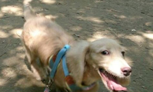 愛牠就要好好養牠！培養寵物運動習慣的好方法 健康醫療網、寵物、老化、運動、好習慣