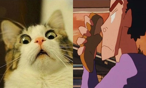 奴，給我去洗腳！貓咪聞到主人臭腳丫的傻愣反應 貓咪、聞腳丫、腳臭、傻愣、動物