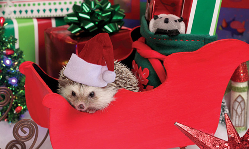 賣萌和工作都要很認真！全能小刺蝟Humphrey的職場初體驗 Humphrey、刺蝟、可愛、十項全能、職業、奇幻、冒險、療癒