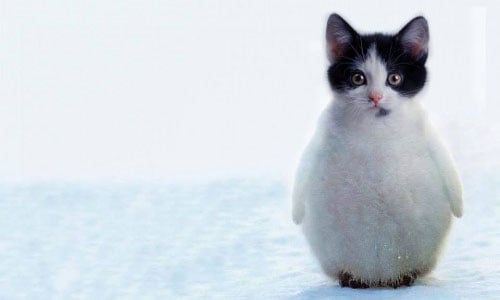 跨種族的戀愛結晶？零違和動物PS惡搞 動物、PS、Sarah DeRemer、跨種族、photo shop