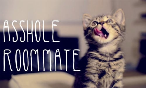 貓咪可能是史上最糟的室友？惡劣行徑影片全都錄 貓咪、室友、惡劣、可愛、搞笑