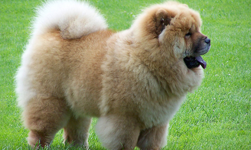 真想一頭栽進去！過份可愛的20隻多毛動物 動物、毛、多毛、毛髮、狗