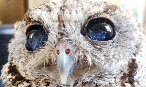 迷失在牠的眼底星空！有燦爛雙眸的失明貓頭鷹 貓頭鷹、動物、西部鳴角鴞、萌、可愛、受傷、眼睛、失明、星空