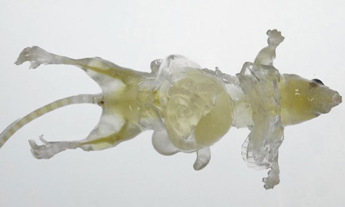 不用解剖就能看見五臟六腑？日本研發透明脫色技術讓老鼠器官現形 隱形、透明、脫色、老鼠、標本