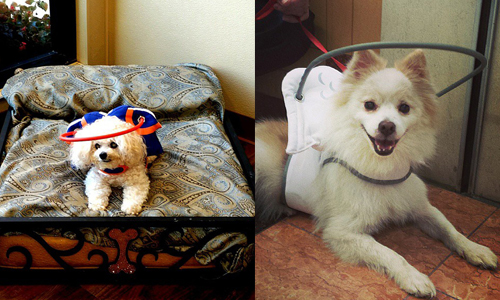 小盲犬也能有春天！可愛助盲發明讓牠們不用再處處碰壁 盲眼、狗、看不見、 Muffin’s Halo、 Silvie Bordeaux