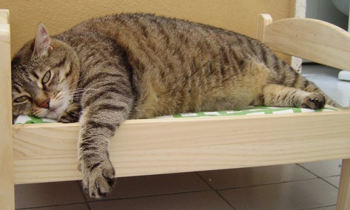 你要跟我睡上下舖嗎？當家貓遇上IKEA玩具床…… IKEA、玩具床、睡床、貓、佔領