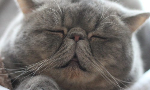 要比醜也能無下限！日本醜得可愛貓咪大賽結果揭曉 貓咪、貓、可愛、喵、蠢、蠢萌、萌、療癒、貓奴、奴、治癒、醜萌、ブサかわ猫ちゃんグランプリ