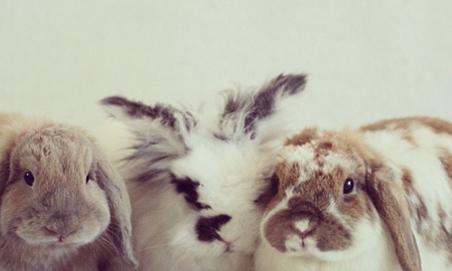 好想跟你窩成一團過冬天！兔子四兄弟的生活大冒險 Instagram、bunnymama、兔子兄弟、飼養、領養