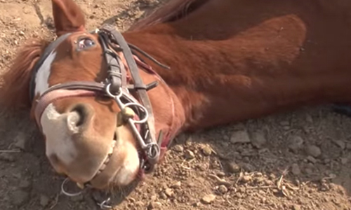 就是不給你們騎，有意見嗎！馬兒倒地裝死逃避載客 演技、一流、裝死、爆笑、反應