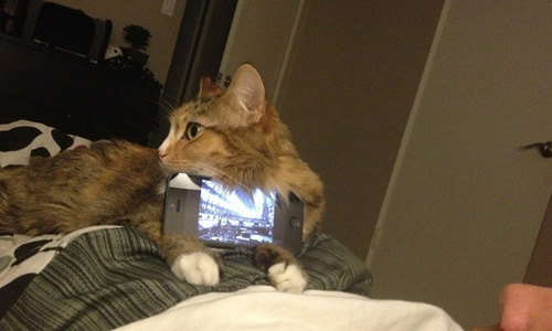 「朕有說你可以這樣利用我嗎？」17種貓咪的創意用途 貓咪、BuzzFeed、創意用途、可愛、惡搞