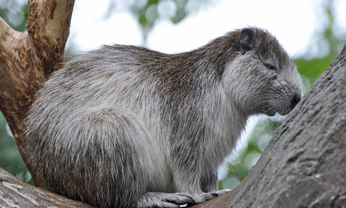 超重量級可愛寶貝！巨型古巴硬毛鼠融化你的心 寵物、可愛、嚙齒類、鼠、硬毛鼠