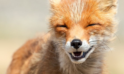 牠們才不是狡猾的化身！雪國狐狸超萌瞬間全入鏡 Ivan Kislov、狐狸、雪國、俄羅斯、北國