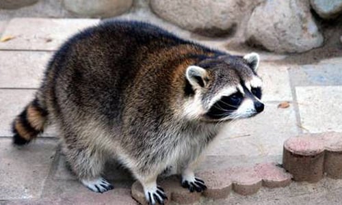 這不是胖是幸福肥啦！日本動物園胖浣熊引熱議 日本、山梨縣、幸福肥、胖、浣熊