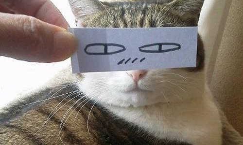 貓大爺一秒就有新表情！日本風行家貓蒙太奇 貓、狗、貓咪蒙太奇、狗蒙太奇、可愛、顏藝、詭異、療癒、試試看