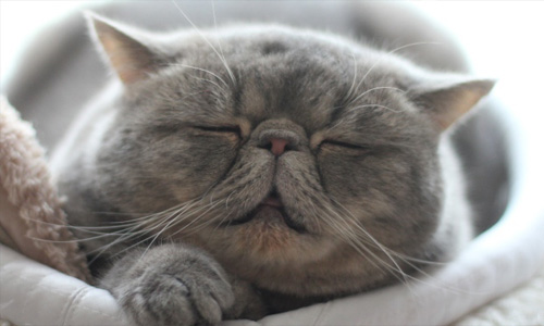 你家的喵星人也會這樣嗎？抓貓屁時會有的神奇反應 喵星人、毛小孩、貓咪、屁屁、寵物、抓癢、神奇反應、可愛、有趣、搞笑