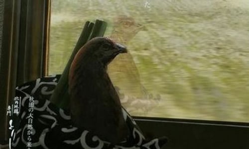 看完食慾都沒了！日餐廳推出超衝擊創意廣告 日本、串燒店、廣告、雞、感人