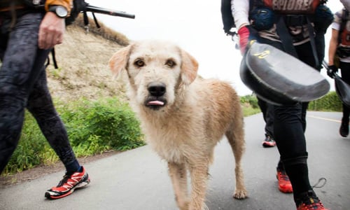 從流浪狗變探險家！狗狗為自己找主人的超感人故事 狗狗、流浪狗、可愛、Auther、收養
