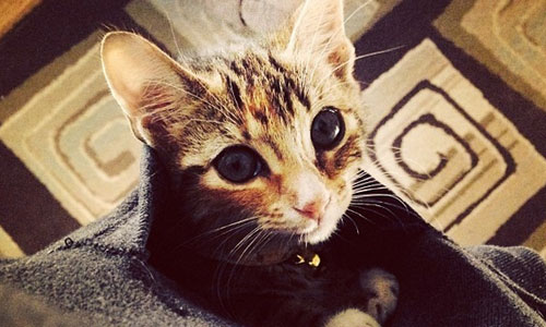 就想把你裝在兜裡帶著走 超萌口袋貓咪大集合 貓咪、可愛、貓、口袋、萌