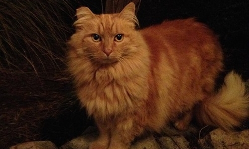 夜訪迪士尼樂園請注意左右方來「貓」！200隻貓守護園區實錄 迪士尼、貓、守護、迪士尼樂園、園區