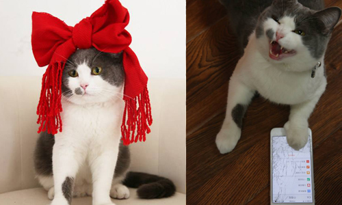 動物演員真槍實彈演出！貓咪主演的超可愛偶像劇《喵星人搶不到》 搶不到、貓、貓咪、喵星人、偶像劇、可愛、哀愁、哀傷