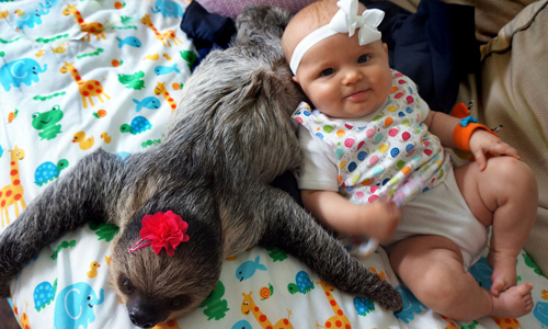 樹懶陪妳玩家家酒！在動物堆中長大的寶寶 動物、寵物、寶寶、可愛、樹懶、袋鼠、食蟻獸、蜜袋鼯、朋友