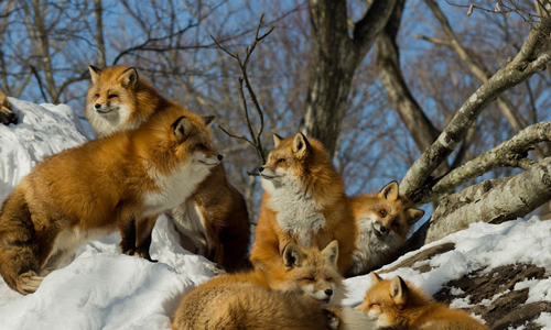 百隻狐狸住在這裡！夢幻又神秘的日本藏王狐狸村 日本、宮城、白石、狐狸村、藏王狐狸村