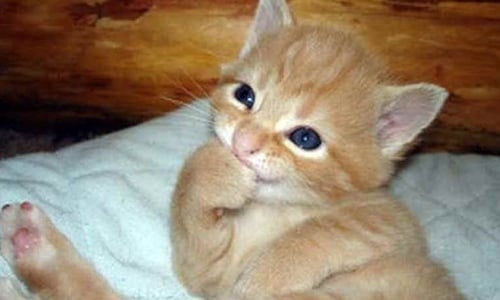 奴，猜猜我用甚麼東西抓屁屁！主人外出後貓貓都在… 貓貓、看家、想不到、可愛、壞壞