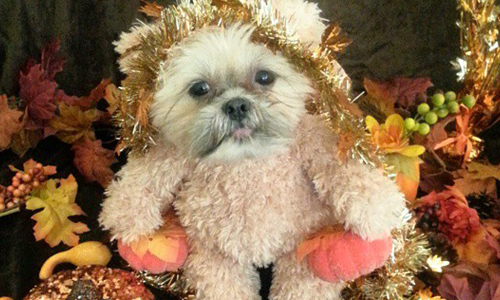 是泰迪熊還是狗？「泰迪狗」Munchkin成為新任人氣王 Munchkin、Munchkin the Shih Tzu、西施犬、萌壞、泰迪熊、泰迪、萌化