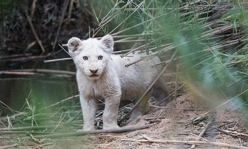 好想戳牠的小肚肚！雪白小獅仔萌翻草原 白獅子、非洲、南非、稀有、僅有、13隻、珍貴、攝影師、Scott Ramsay、 Timbavati Region、自然保護區、保護、獅群、小獅仔、新生兒、獅寶寶、親戚、白化