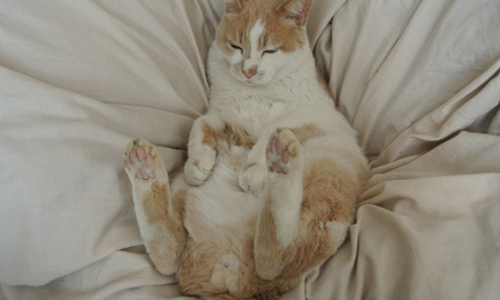 各式各樣的肉球隨你摸！號稱日本最療癒的祭典—肉球日 いい肉球の日、肉球日、幸福、可愛、貓、狗