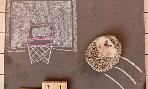 我不是奇異果是刺蝟啦！刺蝟逆天萌小短片特蒐 刺蝟、丸太郎、可愛、萌、短片