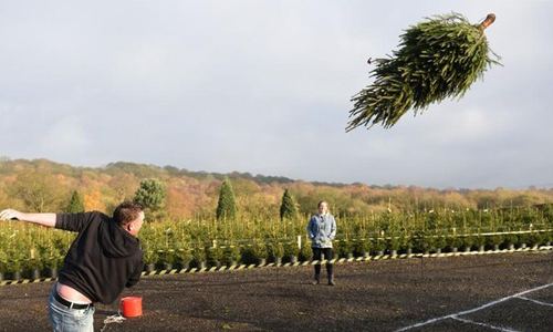 聖誕樹表示腰痠！英農場推出無厘頭拋聖誕樹競賽 聖誕節、聖誕樹、裝飾、全家、和樂融融