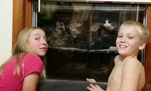  來我家過冬吧！網友搭建給流浪貓取暖的「貓水族箱」 貓水族箱、Cataquarium、流浪貓、Reddit、可愛、善心、流浪動物、感恩節