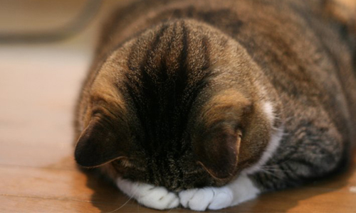 「主人，你要不要原諒人家？」日本瘋傳貓貓「道歉寢」照 ごめん寝、可愛、貓貓、道歉寢、奴