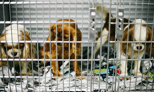 展開生命的全新篇章！108隻受虐犬從養殖場順利救出 Operation Cavalier、美國、養殖、拍賣、不肖業者