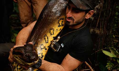 人被蟒蛇吞還能活著出來？！驚險實境秀惹爭議 蟒蛇、生吞、殘忍、虐待動物、撐壞、Discovery、生態、棲息地、重視、動保團體、砲轟、亞馬遜雨林、捕捉、不想吃也得吃、激怒、安全、防護衣、實驗、影片、Paul Rosolie