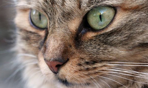 吃貓肉傳統仍存？動保團體曝瑞士人嗜吃貓肉引熱議 瑞士、貓肉、動保團體、動物、保育、停止、吃貓肉