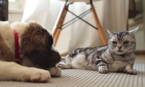 貓咪到底怎麼看狗狗？超中肯影片說出貓咪心聲 貓咪、狗狗、影片、可愛、有趣