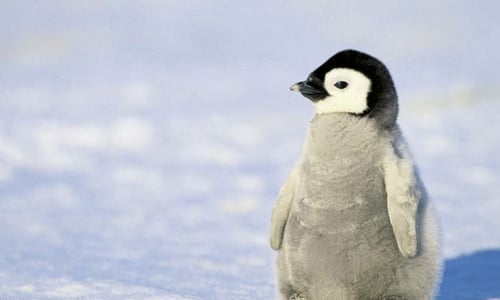 摔得四腳朝天還是萌！呆呆企鵝仆街全紀錄 企鵝、可愛、胖、萌、南極