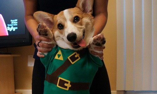 牠其實是短腿界飛毛腿！關於柯基的5個小秘密 柯基、corgi、畜牧犬、狗、可愛