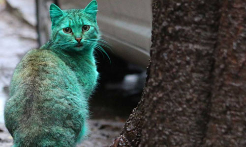 貓版浩克？綠毛貓咪於國外街頭出沒！ 浩克、綠毛貓咪、保加利亞、新奇、可愛