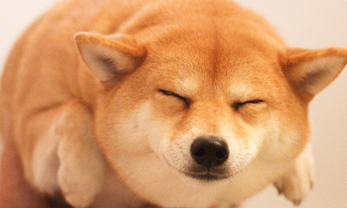 我是柴犬不是海豹！萌度無法抵擋的爆紅胖柴Maruko 柴犬、Instagram、IG、可愛、蠢萌