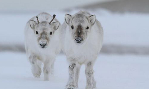 陪著聖誕老公公送禮物的小精靈！5個你不知道的馴鹿小秘密 馴鹿、聖誕節、可愛、秘密、挪威、reindeer、日本、療癒