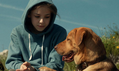 狗版猩球崛起？《忠犬追殺令》米克斯大軍的深沉呼喊 毛孩子、忠犬追殺令、米克斯、White God、坎城影展、一種關注、撲殺、社會、反諷