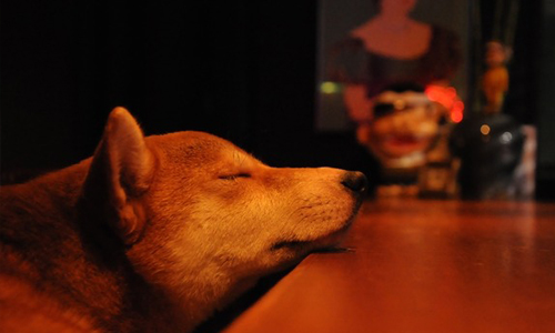 你看過這麼可愛的調酒師嗎？黑羊酒吧的柴犬店長Hana Bar Black Sheep、涉谷、日本、可愛、柴犬