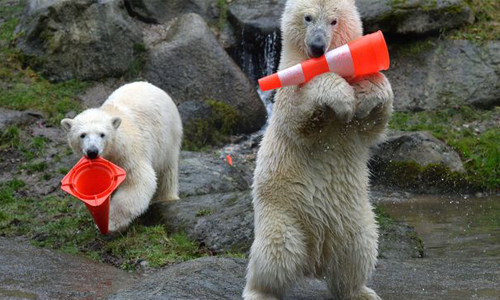 「這頂帽子真的好好戴～」超萌北極熊寶寶徹底迷上交通錐 德國、慕尼黑、 Tierpark Hellabrunn zoo、海拉布倫動物園、北極熊